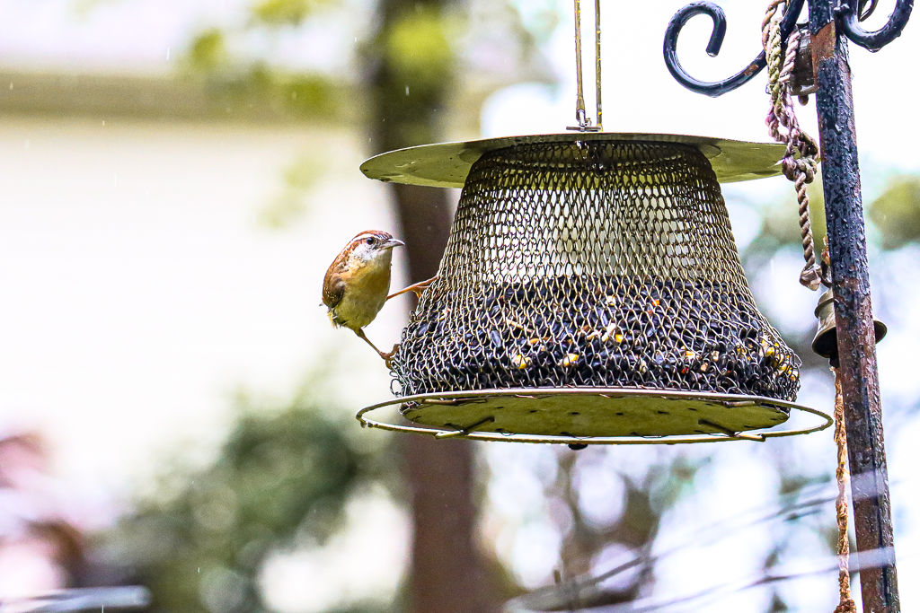 Backyard Birds NH-1809.jpg